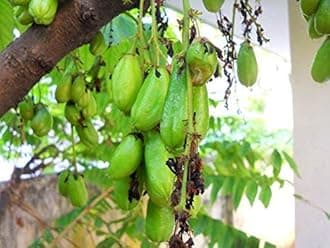 Creative Farmer Rare Averrhoa Bilimbi Bilimbi Cucumber Tree 1 Healthy Seedling Live Plant Plant Garden Plant (1 Healthy Live Plant)