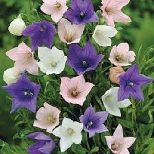 40+ Balloon Flower Seed Mix / Platycodon / Perennial