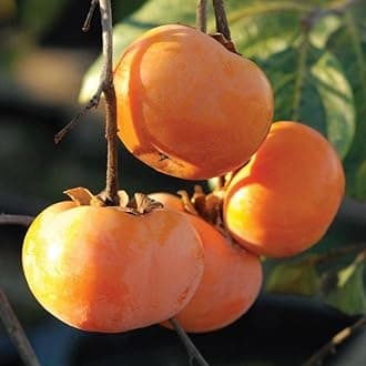 American Persimmon Tree Live Plant in Quart Pot, 6 to 12 Inc Tall, Persimmons Fruit Trees Live Plants Well Rooted, Large and Sweet Fruits
