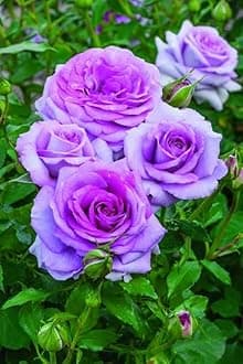 Gebdinsh Garden® Imported Rose Voilet Color Flower Seeds For Gardening | Pack Of 50 to 60 Seeds