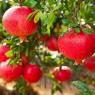 live plants (ANAR FRUIT PLANT)