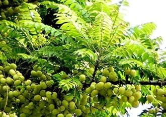 Creative Farmer Live Fruit Plant Star Gooseberry/West India Harfarauri Plant Herbal for Terrace Garden (1 Healthy Plant)