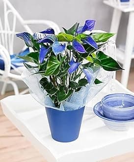 Blue Anthurium Painter's Palette Tailflower Oilcloth Flower Flamingo Lily Laceleaf Good Luck Air Purifier Indoor Outdoor