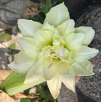 SVG® Imported Double Amaryllis Lily Flower Bulbs for Planting and Gardening, Pack Of 5 Bulbs (Cream)