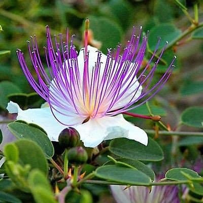 25 Seeds - Caper Bush Seeds (Capparis Spinosa)