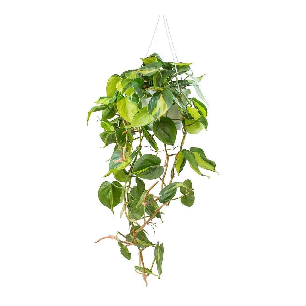Philodendron Scandens Brasil - 20cm Pot (Large)