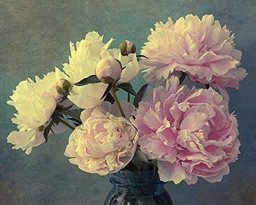 Peony Still Life Photograp