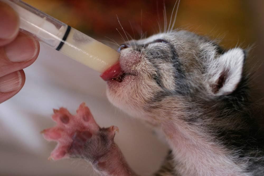 10cc Slip Tip O Ring Syringe Reusable Silicone O Ring Perfect for Hand Feeding Enteral Feeding Crafts 10 / Pack Basik Brand