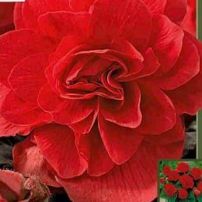 Double Scarlet Begonia 2 Bulbs