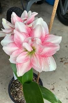 SVG® Imported Double Amaryllis Lily Flower Bulbs for Planting and Gardening, Pack Of 5 Bulbs (White & Light Pink)