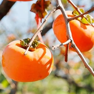 American Persimmon Tree Live Plant, 12 to 15 Inch Tall, Persimmon Tree Live Plant, Bareroot with No Leaf, Well Rooted