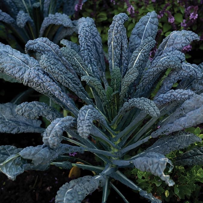 Kale Plants - 'Nero Di Toscana' - 6 X Medium Plug Vegetable Plants