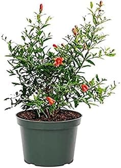 Dwarf pomegranate tree live plant || 1 healthy fruit plant