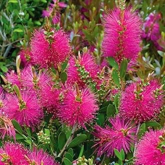 New Fresh 100pcs Callistemon Plant Seeds Generic