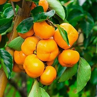 American Persimmon Tree Live Plant, 6 to 12 Inches, Diospyros Virginiana,Persimmons Fruit Trees Live Plants for Planting Outdoors