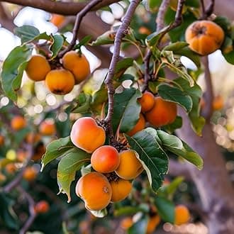 American Persimmon Tree - 18-24" Tall Live Plant - Cold-Hardy Native Fruit Tree - Diospyros Virginiana