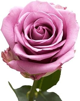 GlobalRose 100 Lavender Roses Bouquet - Responsibly Sourced Roses Fresh Flowers - Hand-Picked Flowers Fresh Bouquet for Graduation, Anniversary, Birthday & Special Occasions (4 Bunches of 25 Stems)