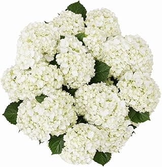 GlobalRose 10 White Hydrangeas – Responsibly Sourced White Flowers – Hand-Picked Flowers Fresh Bouquet for Graduation, Anniversary, Birthday & Special Occasions