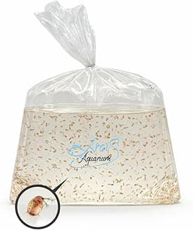 500+ Live Daphnia Magna | Premium Living Culture Feeder for Freshwater Fish, Fry, Shrimp, Axolotls & Aquatic Pets – Planktonic Crustacean, Water Fleas, Aquatic Live Food