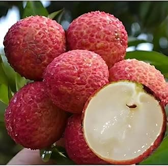 M-Tech Gardens Lychee Fruit/Litchi chinensis (Seedless Lychee, Hybrid) Layering Exotic 1 Live Fruit Plant