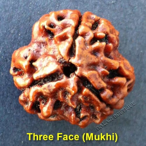 3 Face (Mukhi) Rudraksha (Origin: Nepal)