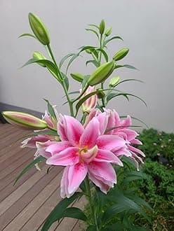 SVG® Double Oriental Lily Flower Bulbs for Home and Gardening, pack of 5 Bulbs (PINK DARK SHADE)