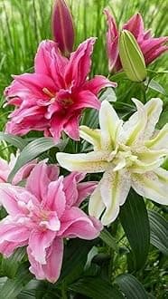 SVG® Oriental lily Double Imported Flower Bulbs All season for Your Home and Gardening Pack 2 bulbs (TRICOLOR)
