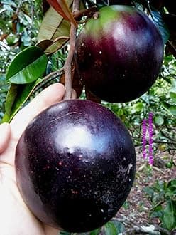 Milk Fruit/Chrysophyllum cainito - Exotic Fruit Plants