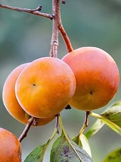 Nursery Live Rare Persimmon " Imoto Fuyu " Exotic 5 Fruit Seeds for Growing