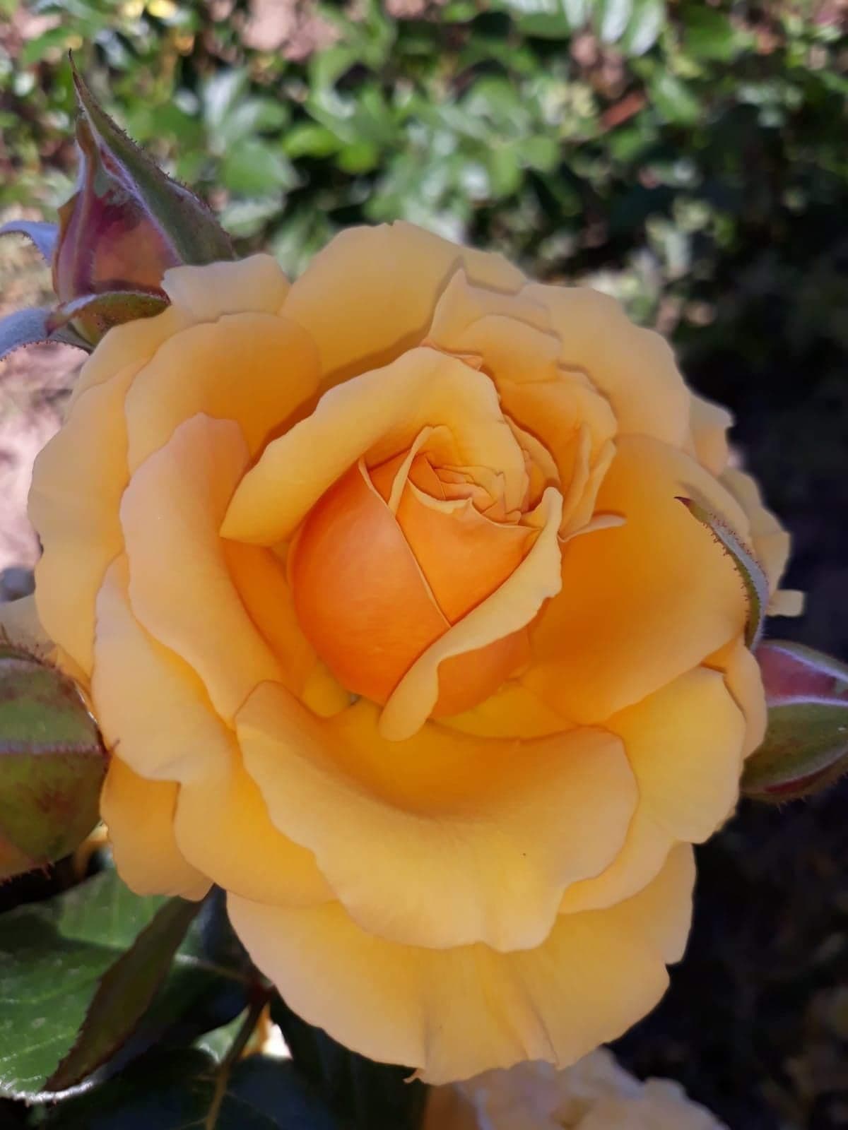 Amber Queen Floribunda Rose Bush Bare Root