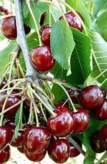 Healthy Vibe Rare Cherry Apple Cherries Variety Fruit Live Plant Air Layering Grafted Fruit Rare Exotic Tropical Fruit Live Plant (Cherry Fruit Plant)