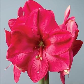 Lagoon Amaryllis Flower Bulbs for Growing - 3 Lagoon Amaryllis Flowers Bulbs - Fragrant Flower Bulbs for Home Garden - Low Maintenance Flower Bulbs | Flowering Bulbs (