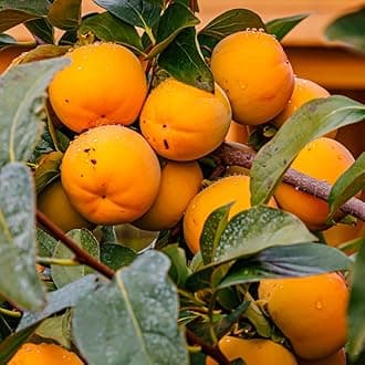 2 American Persimmon Tree for Planting, Persimmon Tree Live Plant, 6 to 12 Inch Tall, Large Sweet Fruit