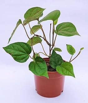 Betel Leaf Magai Paan Live Plant with Pot (6–12 Inch) – Meetha Paan Creeper for Indoor Outdoor Garden | Medicinal Herb Vine | Easy to Grow | Pack of 1