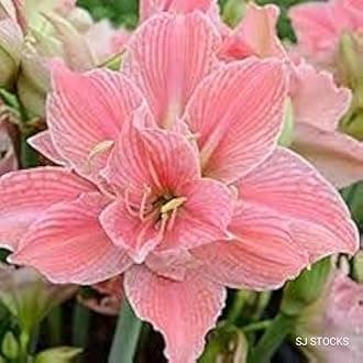Live Amaryllis Lily - Hippeastrum Lily Bulb Dual Petals Unique Varieties Mixed Colour (Pack Of 3 Bulbs)