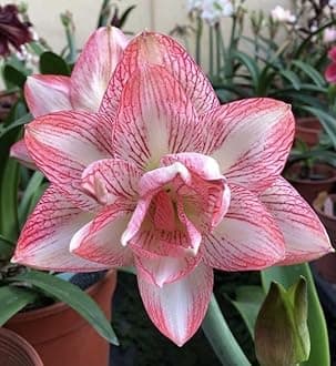 � Imported Amaryllis Lily Pink & White Color Flower Bulbs For Gardening (Pack Of 5 Bulbs)