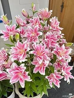 - SVG® Double Oriental Lily Flower Bulbs for Home and Gardening, pack of 5 Bulbs (PINK)