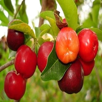 Creative Farmer Live Plant Blossom Barbados Cherry Exotic (1 Healthy Live Sweet Fruit Plant) (PLANT-84-BARBADOSCHERRY465ll@)