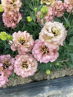 Lisianthus Flower Seeds for Home and Gardening Pack of 40 to 50 seeds (BABY PINK)