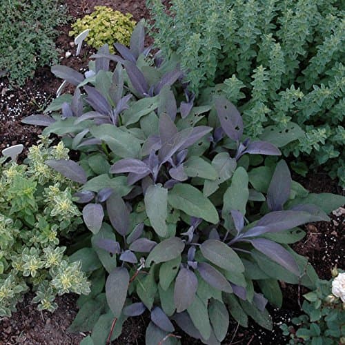 Herbs, Culinary Herbs, 4 Pack Ready to Plant Out