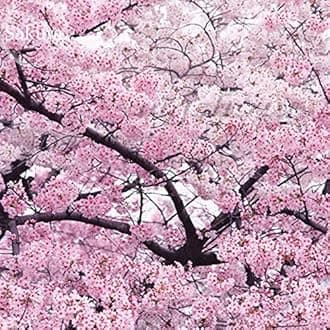 5 Japanese Pink Cherry Plum Blossom Sakura Tree Seeds - Winter-Hardy by Pretty Wild Seeds