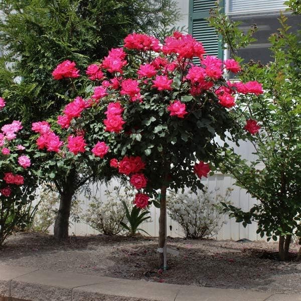 Brighter Blooms - Knock Out® Rose Tree, 3-4 ft. - No Shipping to AK, AZ, HI