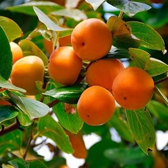 American Persimmon Tree - 8-16" Tall Live Plant - Quart Pot - Cold Hardy, Native Common Persimmon Fruit Seedling - Diospyros virginiana