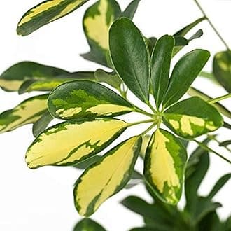 OhhSome Garden Live Plant Schefflera Arboricola - Umbrella Tree Schefflora (Brassaia Actinophylla) Indoor (1 Live Garden Plant)