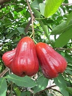 Java Apple (Jamrul) Fruit Plant - Exotic Tropical Fruits for Your Garden