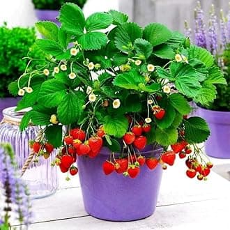 Creative Farmer Live Strawberry Plant With Pot - Sweet Juicy Hybrid Fruit, 1 Healthy For Your Garden