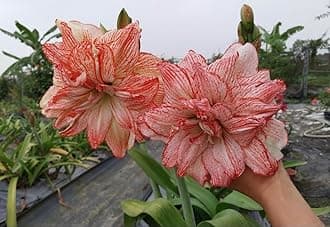 SVG® Imported Double Amaryllis Lily Flower Bulbs for Planting and Gardening, Pack Of 5 Bulbs (Light Orange)