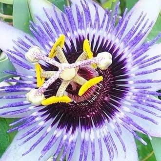 GardenersDream Passiflora Damsels Delight Plant in Pot - Evergreen Climber with Passion Flowers - Garden Ready Outdoor Plant for Containers, Walls, Trellises and Fences (2 Litre Pot, 60-80cm)