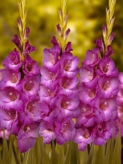Gladiolus Flower Bulbs All session Imported Vearty for Home and Gardening Pack of 5 bulbs (DARK VIOLET)