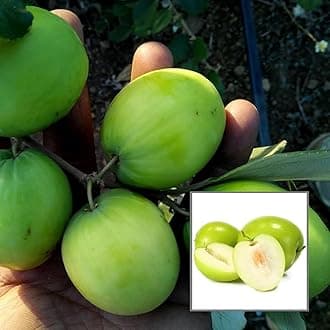 Live Desi Small Ber/Beri/Small Jujube Fruit Plant - Healthy Fruit Plant/pack of 1